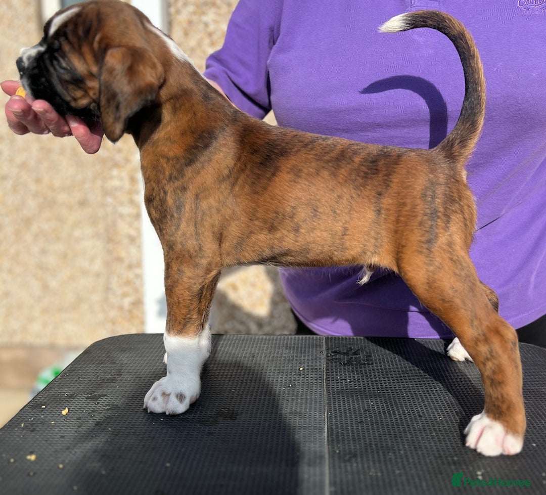 Boxer dogs for sale: Quality Boxer puppies - Image 4