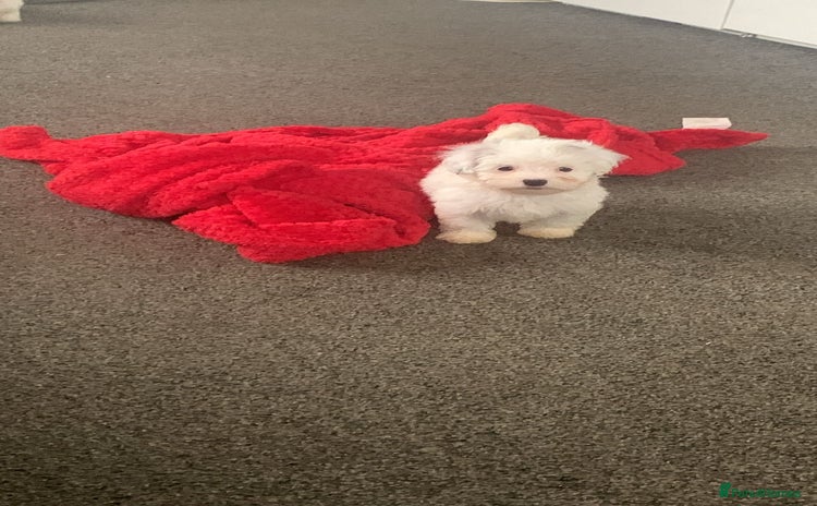 Maltipoo dogs - Advert 10