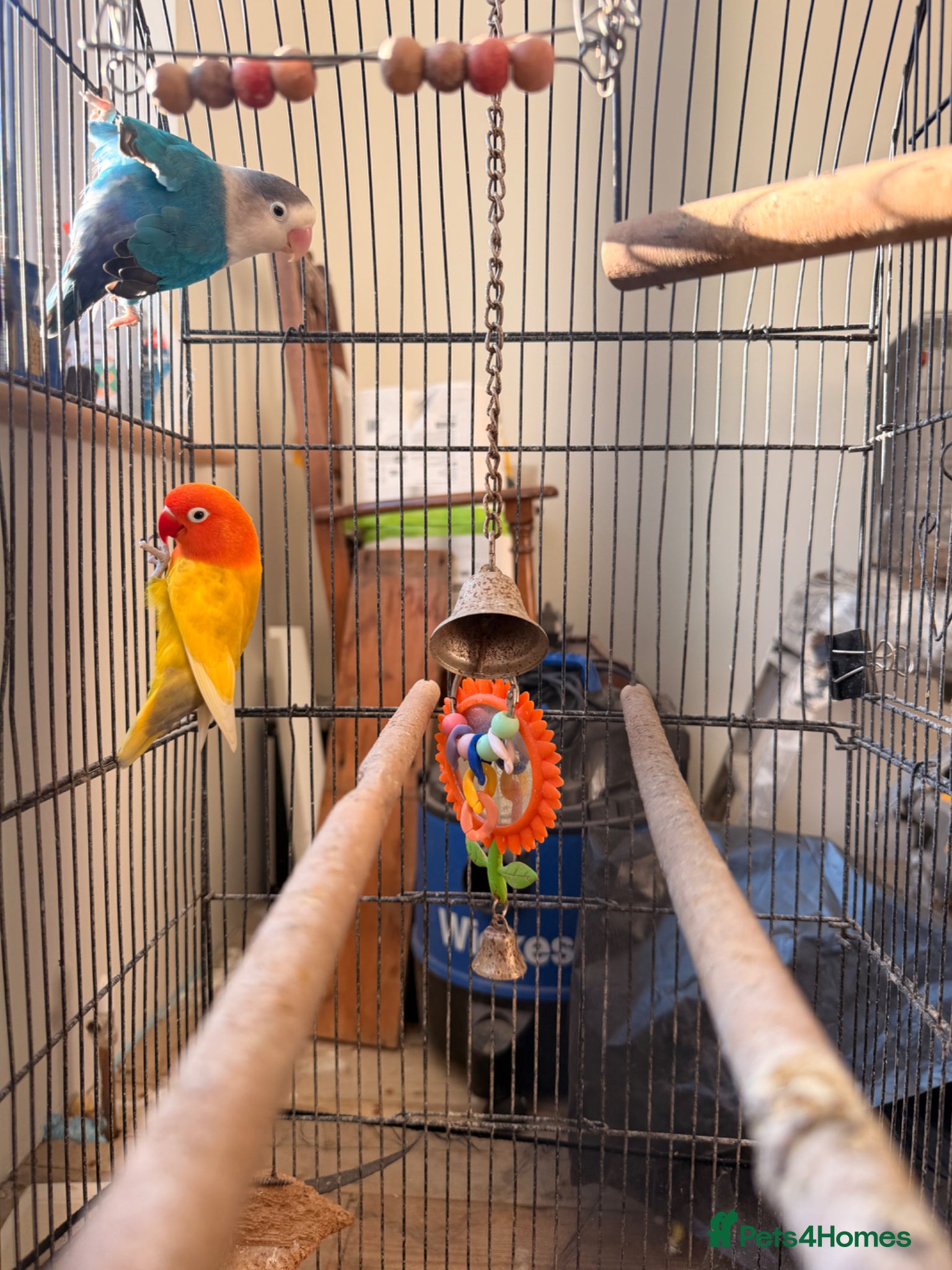 Lovebirds birds for sale: Lovely birds for sale - Advert 4