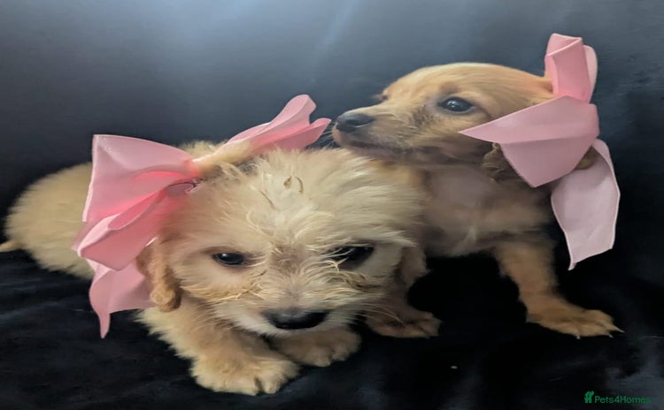 Cockapoo dogs - Advert 11