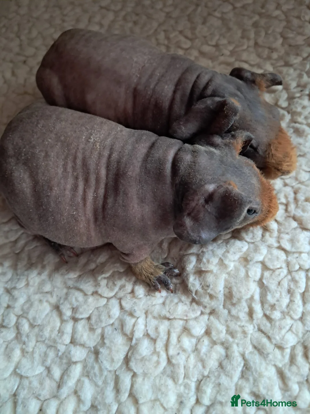 Guinea Pig rodents for sale: BEAUTIFUL SKINNY PIGS - Advert 5