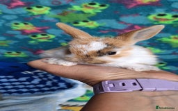 Mixed Breed rabbits for sale: Baby rabbits for sale  - Image 9