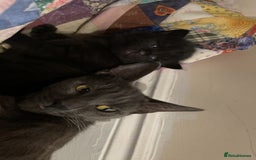 Russian Blue cats for sale: Russian blue bengal x Bombay kittens  - Advert 2