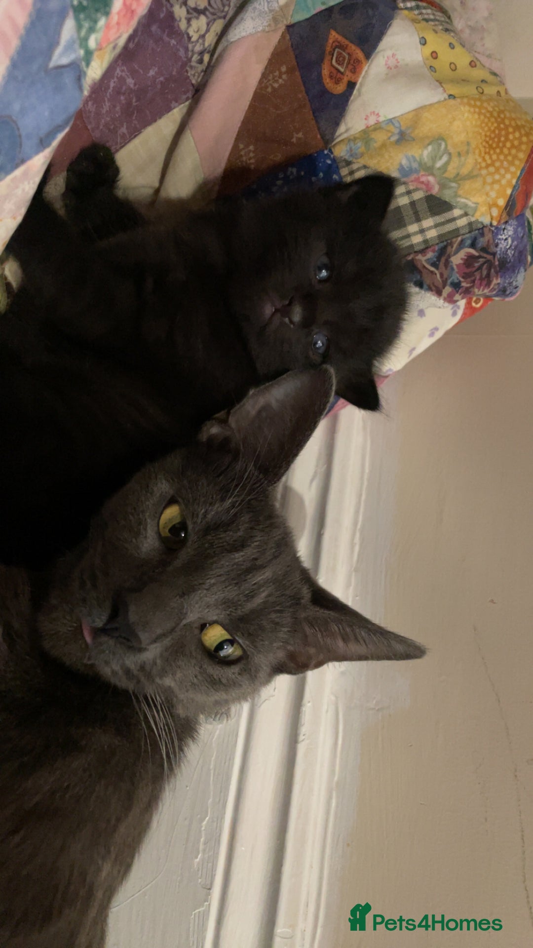 Russian Blue cats for sale: Russian blue bengal x Bombay kittens  - Advert 2