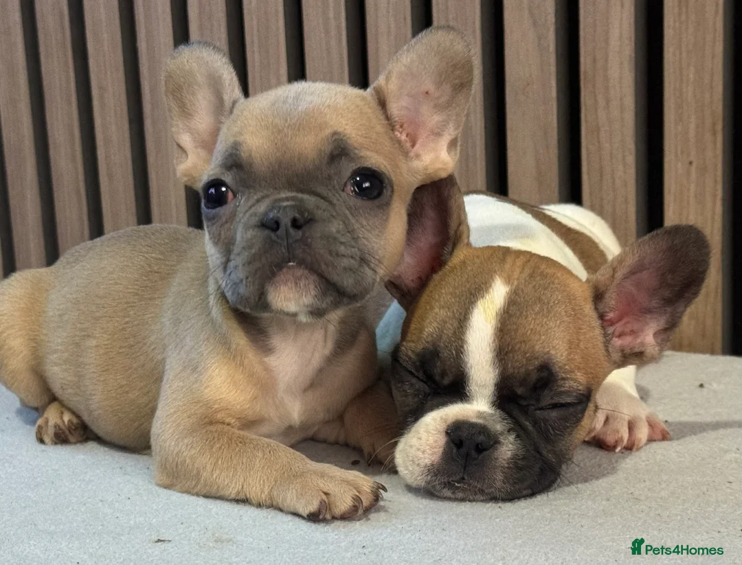 French Bulldog dogs for sale: KC REGISTERED FRENCH BULLDOG 🐶 - Advert 21