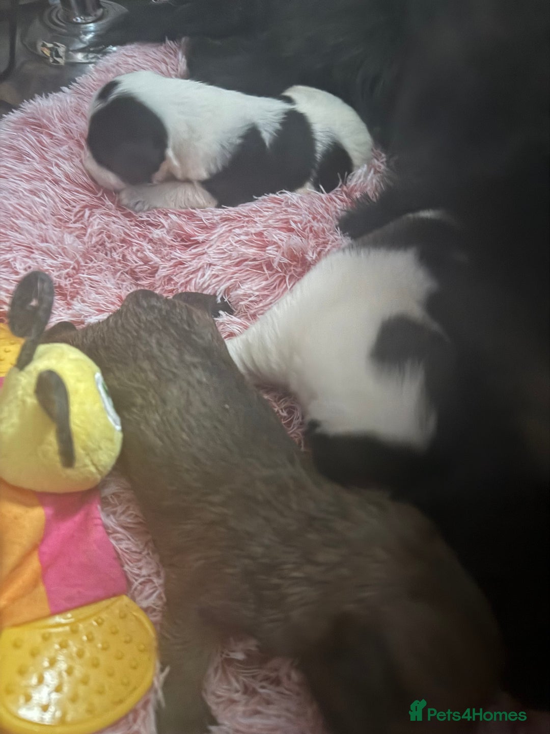 Mixed Breed dogs for sale: 4beautiful terrierxGerman ShepherdxLabrador puppy - Image 21