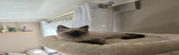 Ragdoll cats for sale: Ragdoll  - Advert 13