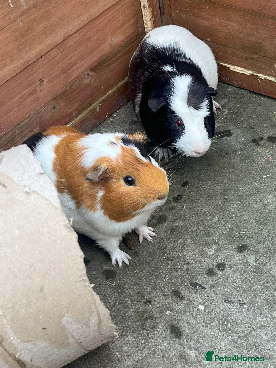 Guinea Pig rodents for sale: 2 male guinea pigs  - Advert 6