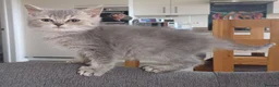 Scottish Fold cats for sale: Pretty Scottish Straight kittens  - Advert 15
