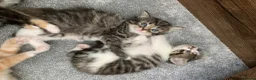Mixed Breed cats for sale: Maine coon x in Bridgwater - Advert 5