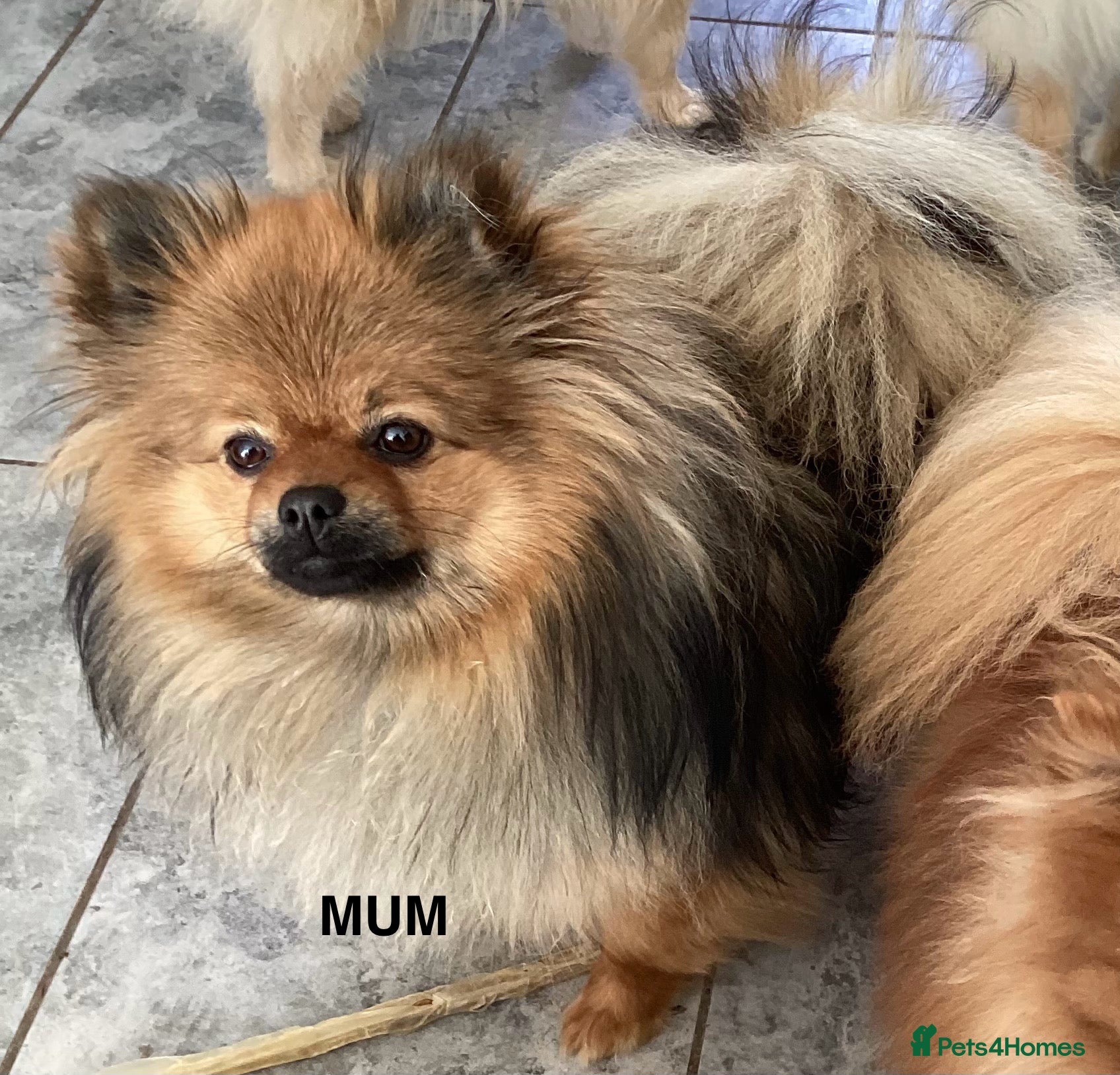 Pomeranian dogs kc reg top quality teddy Pomeranian pups  - Advert 1