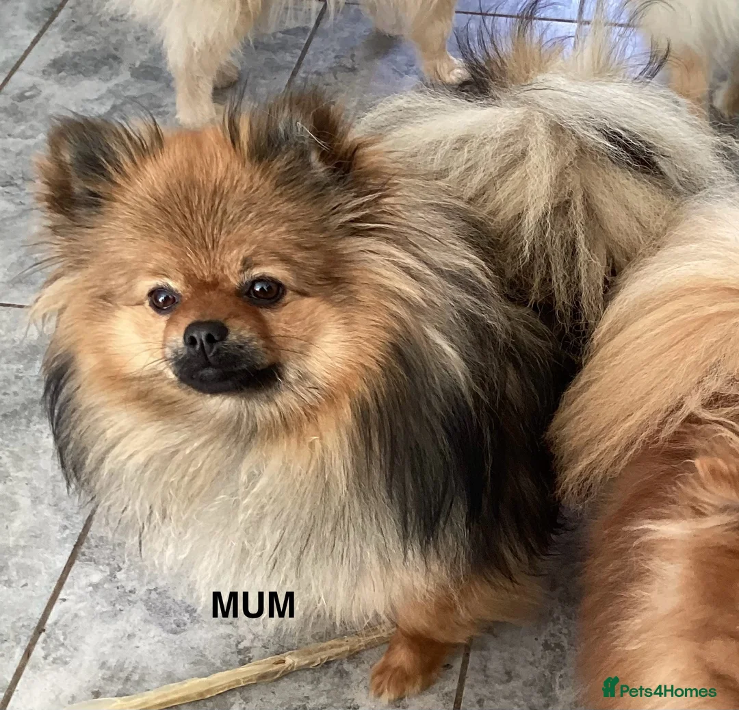 Pomeranian dogs for sale: kc reg top quality teddy Pomeranian pups  - Advert 1