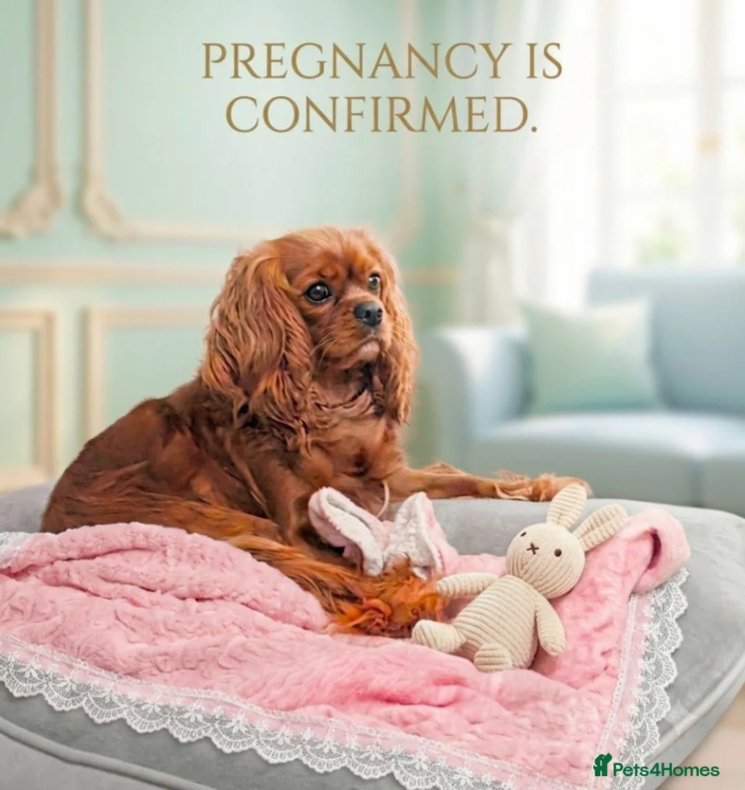 Cavalier King Charles Spaniel dogs for sale: Extensively Health Tested Cavalier King Charles  - Advert 1