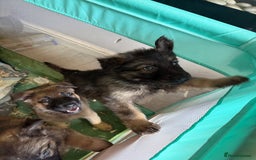 Mixed Breed dogs for sale: German shepherd x Belgian Malinois - Image 3