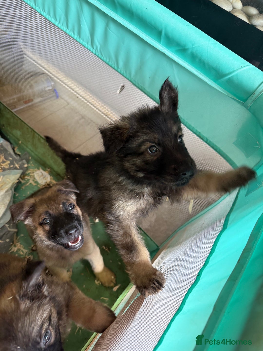Mixed Breed dogs for sale: German shepherd x Belgian Malinois - Image 3