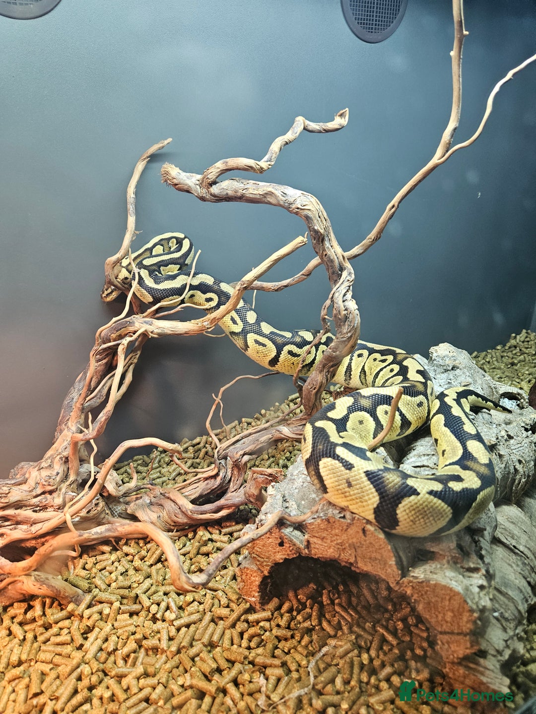 Python Snake reptiles for sale: Ball pythons - Advert 3