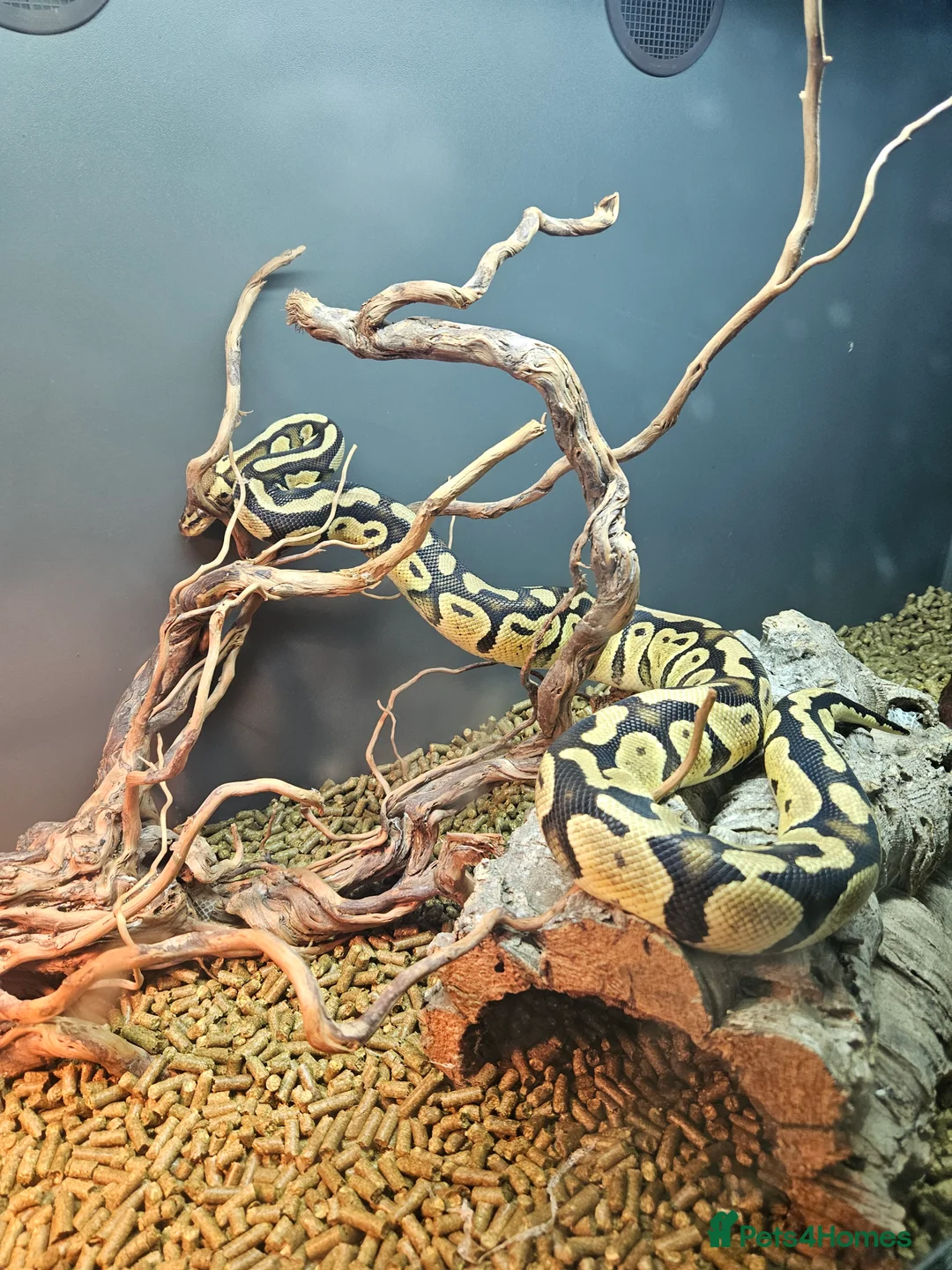 Python Snake reptiles for sale: Ball pythons - Advert 3