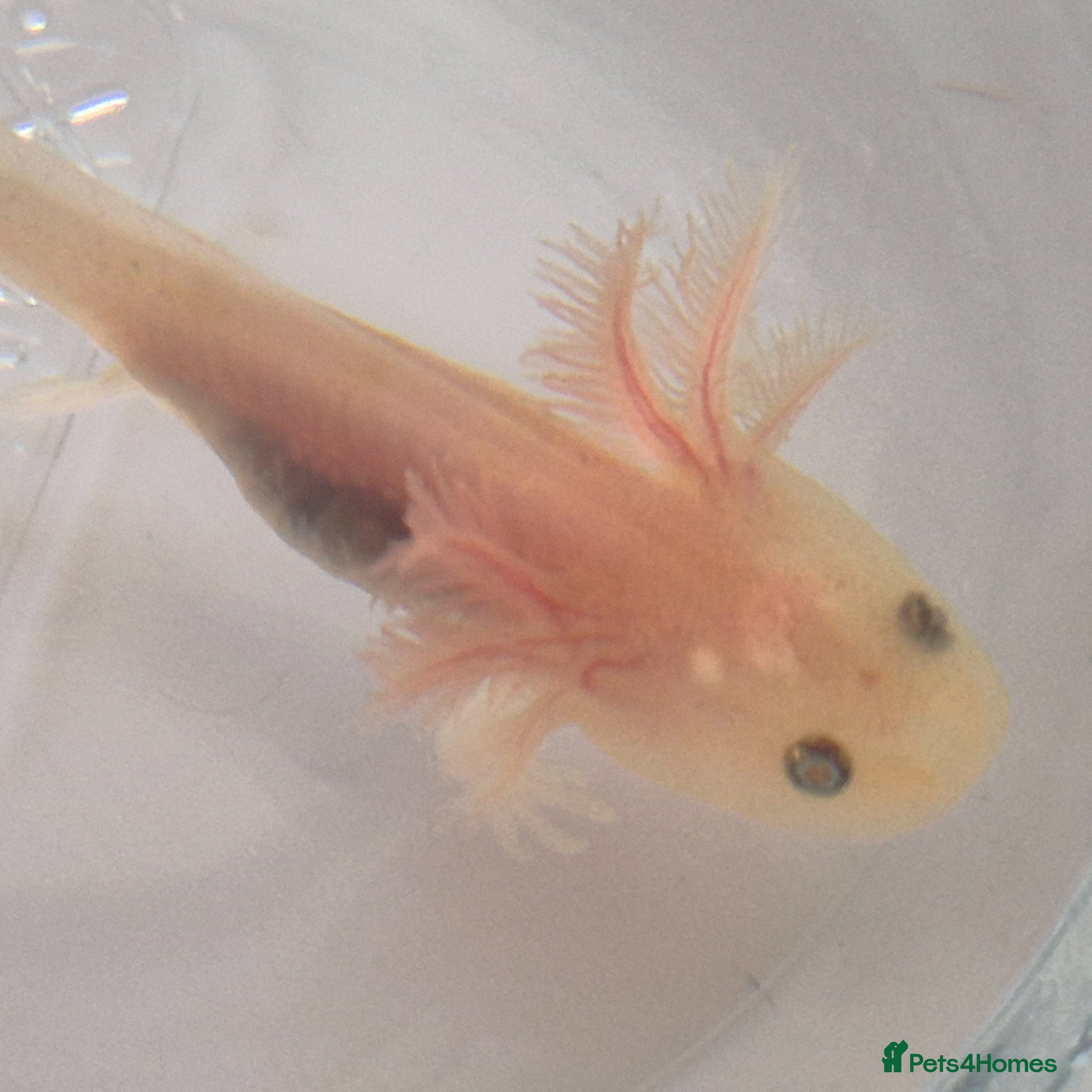 Axolotl reptiles Beutiful Lucianic Albino Babies - Advert 1