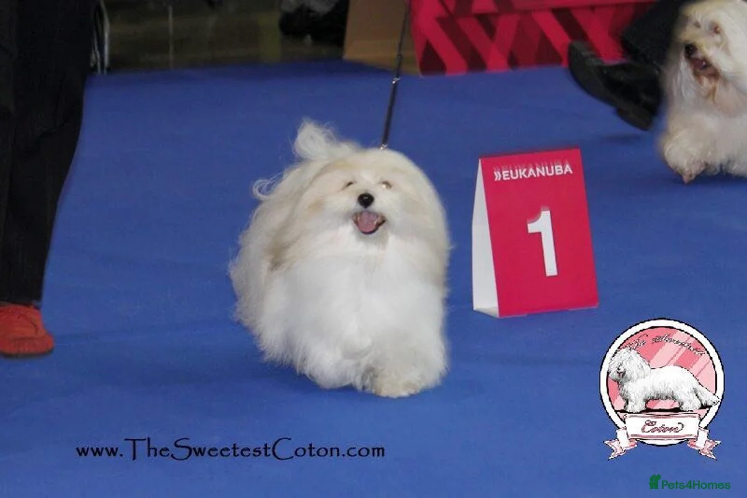 Coton De Tulear dogs for sale: K.C reg Coton de Tulear Puppies inc World Champion - Advert 27