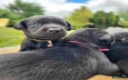 Labrador Retriever dogs for sale: Kc labrador puppies in Much Wenlock - Image 16