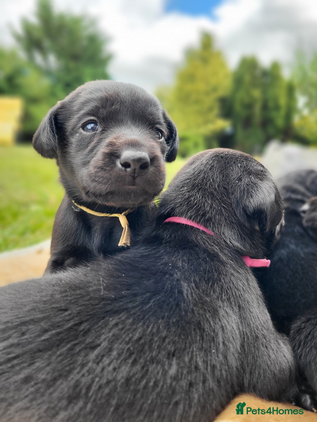 Labrador Retriever dogs for sale: Kc labrador puppies in Much Wenlock - Image 16