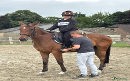 Irish Thoroughbred horses for sale: X3 super types with amazing temperaments  - Image 1