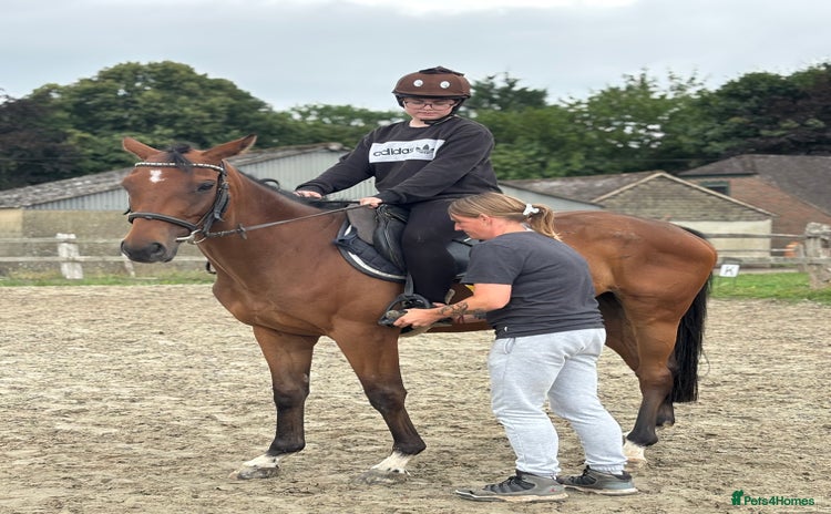 Irish Thoroughbred horses - Advert 1