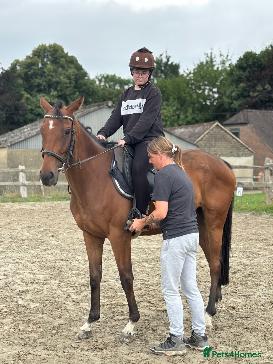 Irish Thoroughbred horses for sale: X3 super types with amazing temperaments  - Image 1