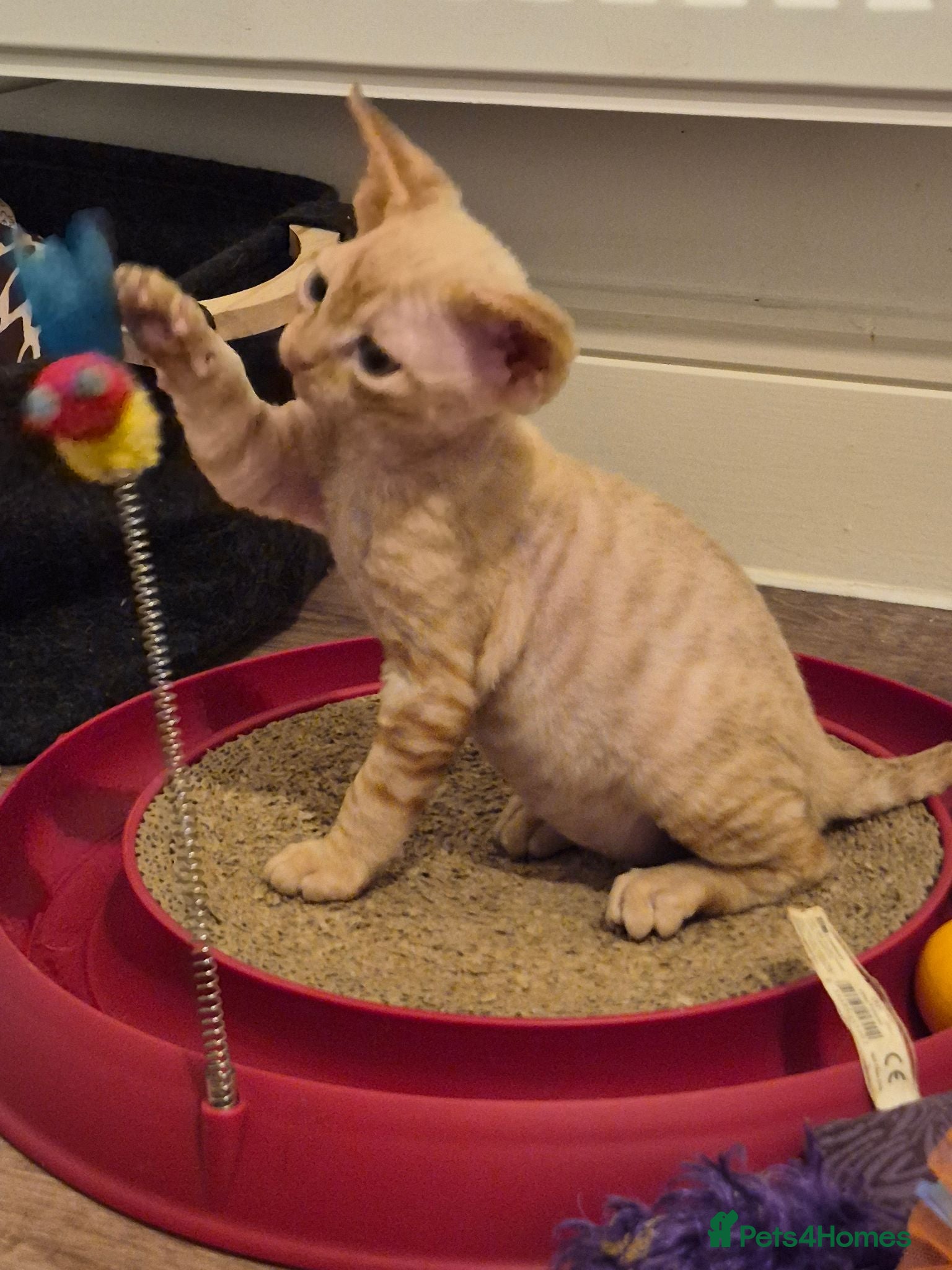 Devon Rex cats Devon rex kittens / red  - Advert 19