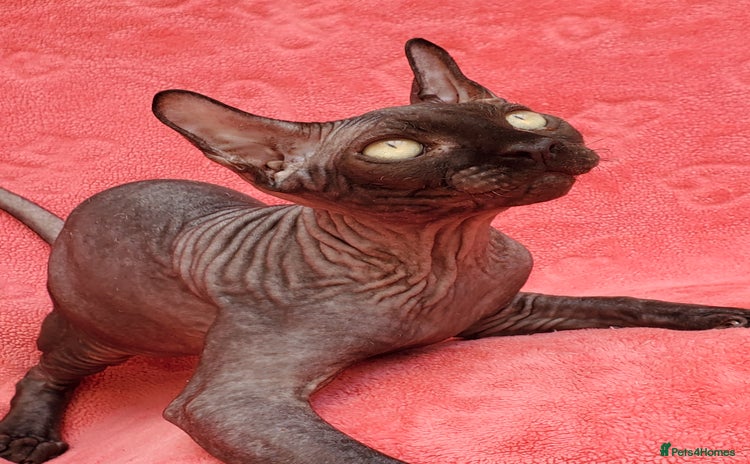 Sphynx cats in Maidstone - Advert 4