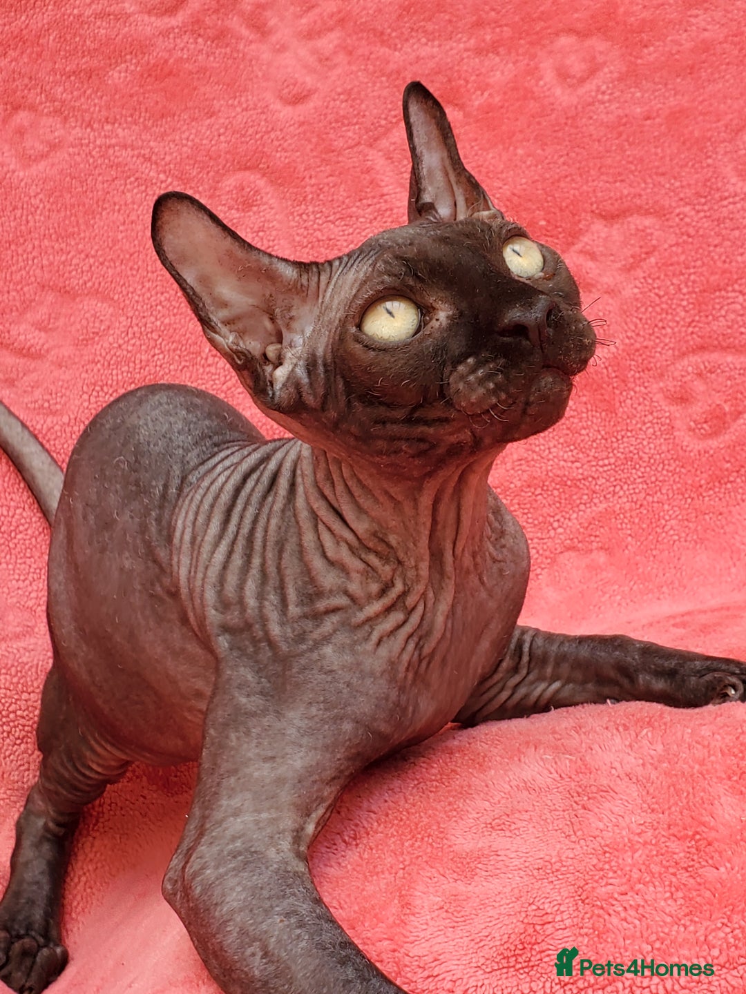 Sphynx cats for sale: Amazing kittens !!! in Maidstone - Image 1