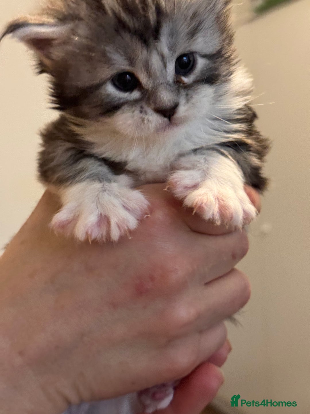 Maine Coon cats for sale: Gorgeous Shaded Line Maine Coon Kittens - Advert 5