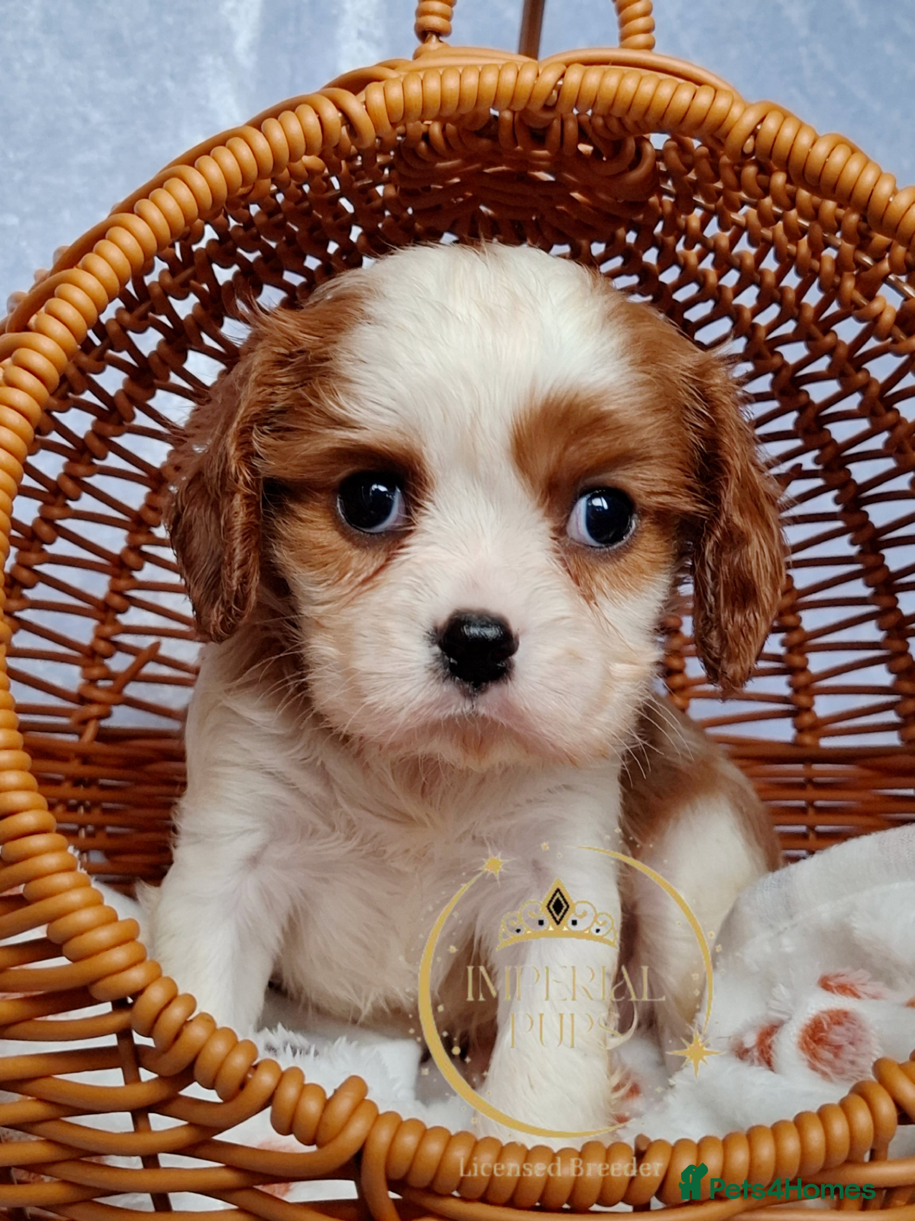 Cavalier King Charles Spaniel dogs KCC spaniels 1boy left health tested parents  - Advert 4