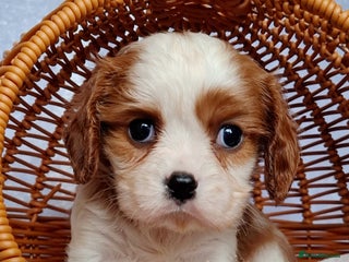 Cavalier King Charles Spaniel dogs KCC spaniels 1boy left health tested parents - Advert 4