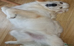 Golden Retriever dogs for sale: Meet Mickey, the Well-Mannered Golden Retriever - Image 1