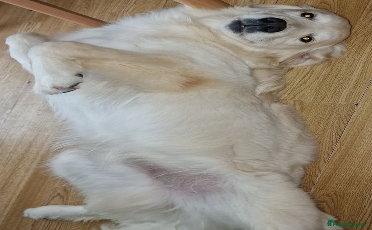 Golden Retriever dogs - Advert 2