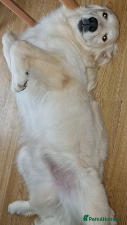 Golden Retriever dogs - Advert 2