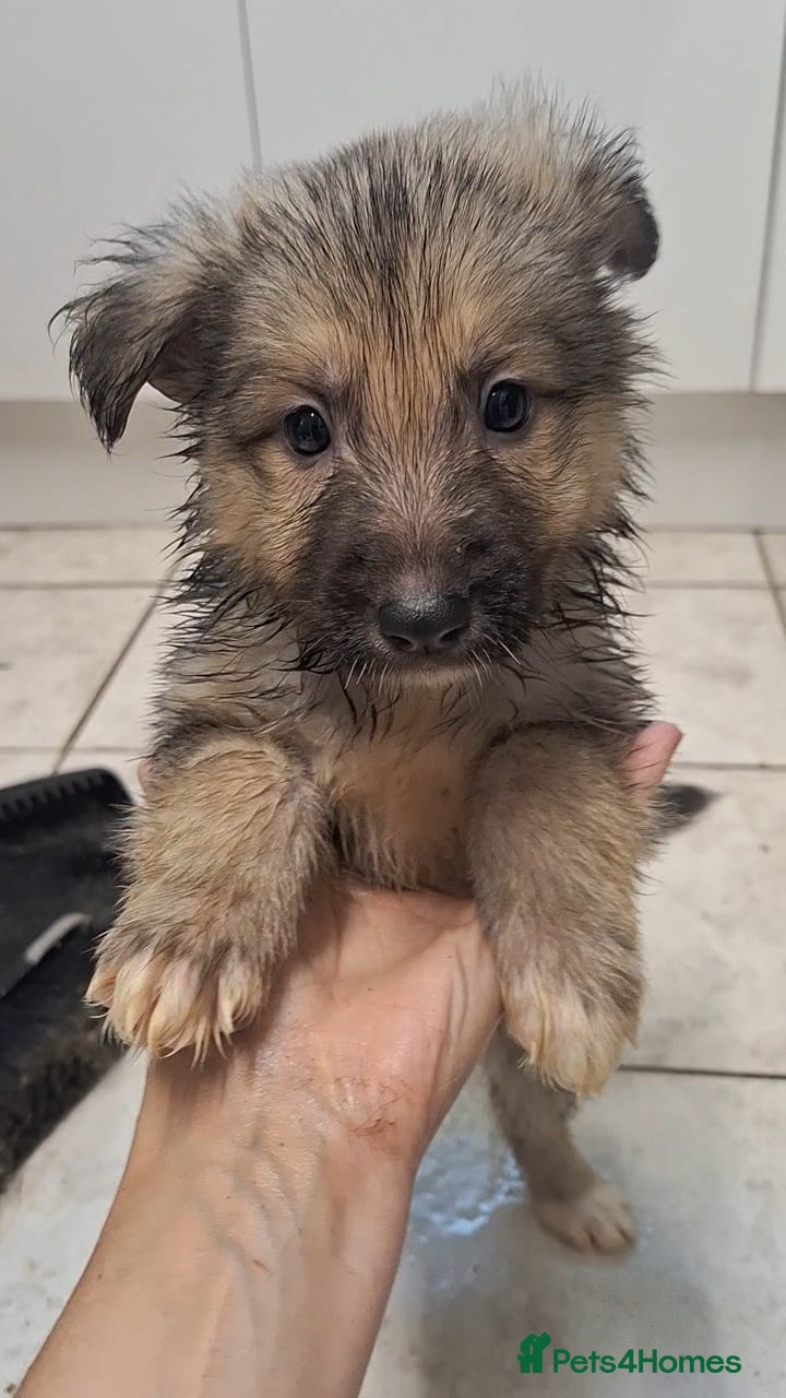 Mixed Breed dogs Shollie Pups - Advert 2