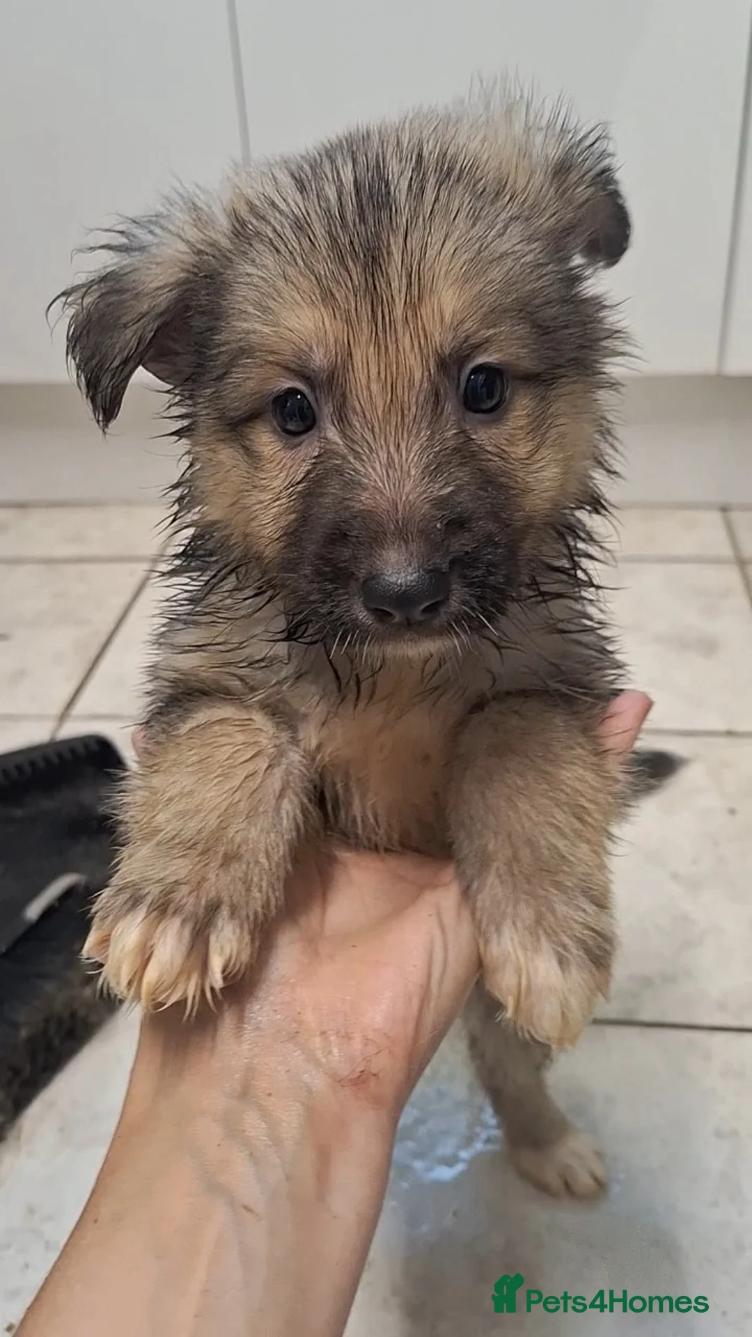 Mixed Breed dogs for sale: Shollie Pups - Advert 35