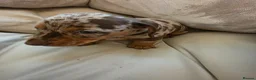 Miniature Dachshund dogs for sale: Minature dachshund chocolate dapple puppy - Advert 4