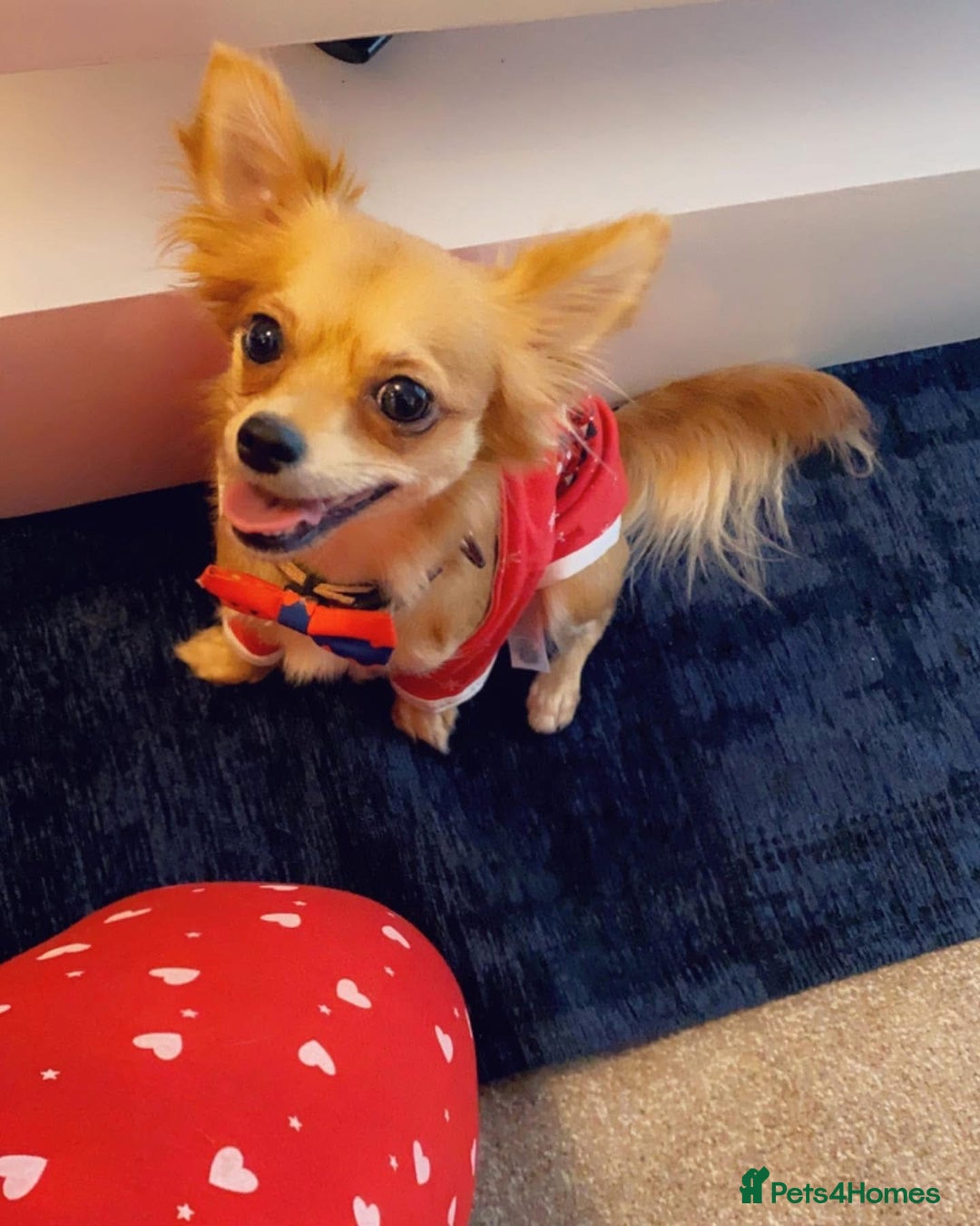 Chihuahua dogs for sale: Tessa  - Advert 1