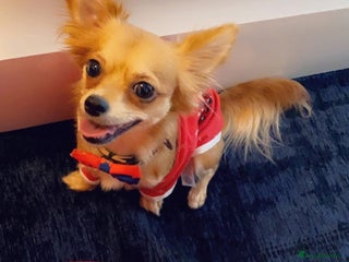 Chihuahua dogs Tessa - Advert 1