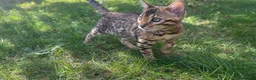 Bengal cats for sale: TICA Registered Bengal Kitten - Stunning Rosettes - Advert 18