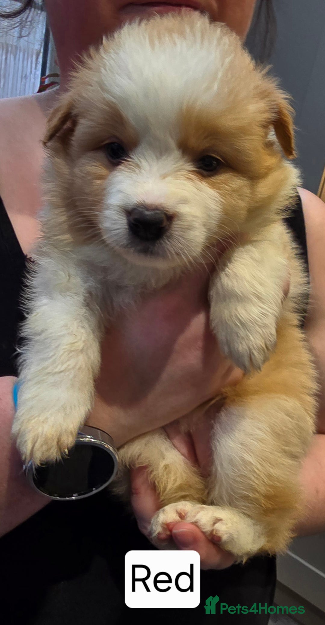 Border Collie dogs for sale: Beautiful EE-Red/Golden Long Haired Border Collies - Advert 25