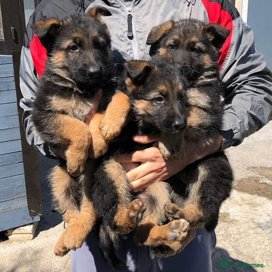 German Shepherd dogs for sale: German Shepherd Ready Forever Home  - Image 2