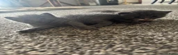 Mixed Breed cats for sale: 5 beautiful grey/blue kittens  - Advert 3