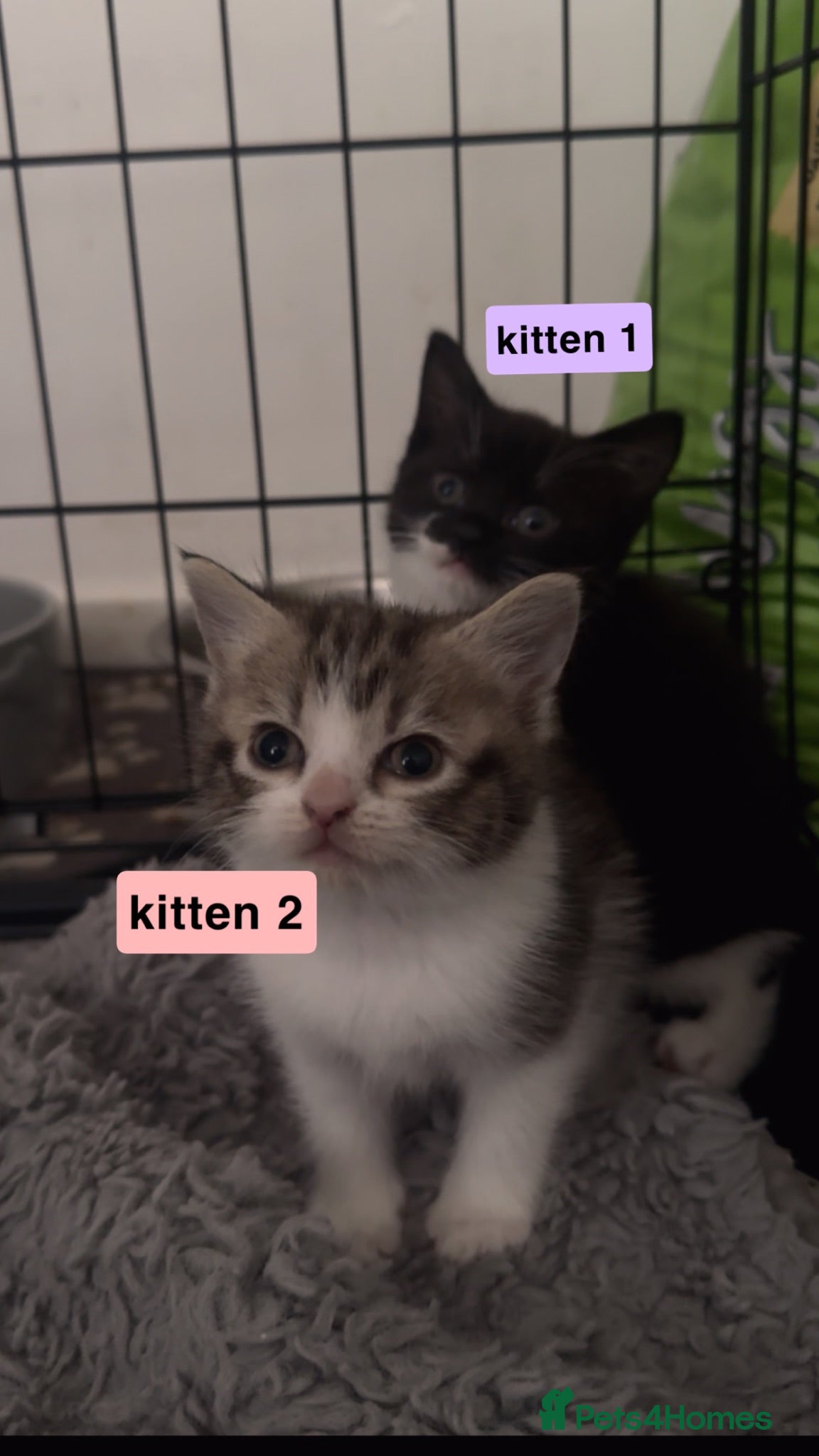 Domestic Shorthair cats Siamese x Domestic Longhair Kittens - Advert 21