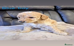 Labradoodle dogs for sale: Heal tested F1b miniature labradoodles - Image 10