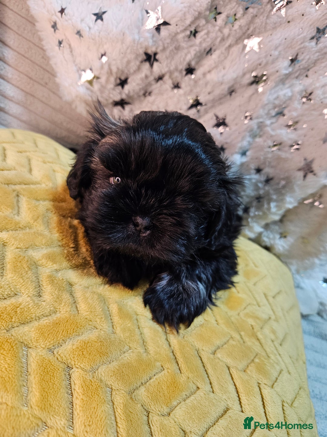 Shih Tzu dogs for sale: Adorable Shih I Puppies For Sale - 3 Boys & 1 Girl - Advert 8