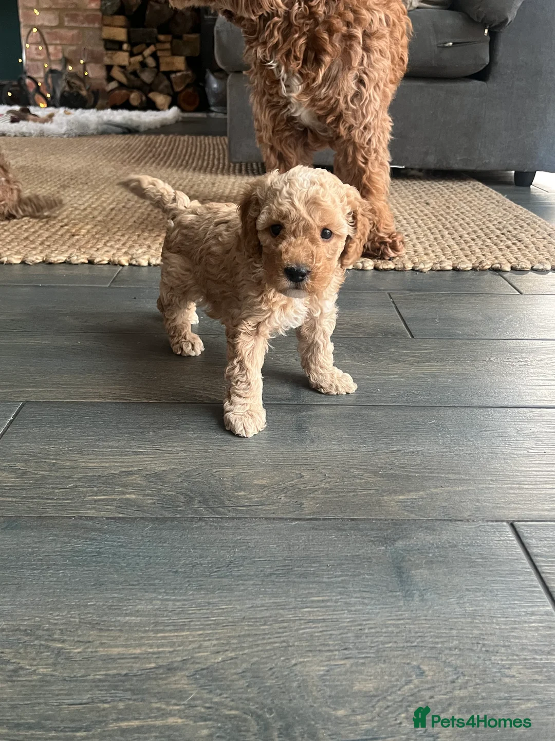 Cockapoo dogs for sale: Beautiful playful F1b cockapoos  - Advert 2